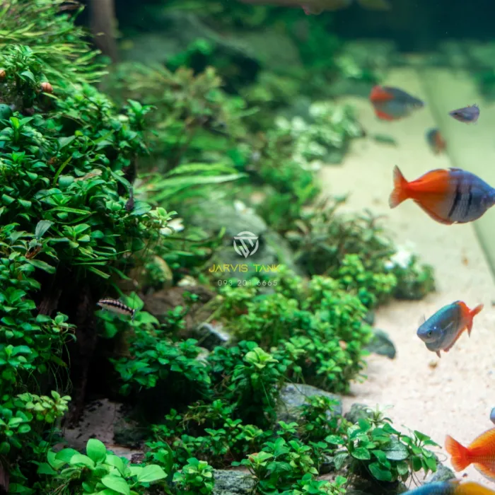 Hồ Cá Quận 8 - Cá Cầu Vồng