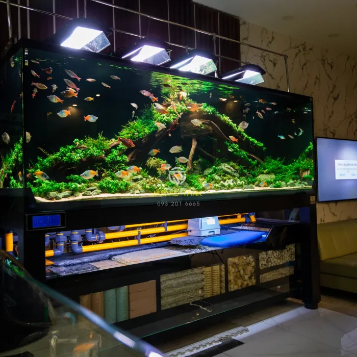 Hồ Cá Quận 8 - Cá Cầu Vồng