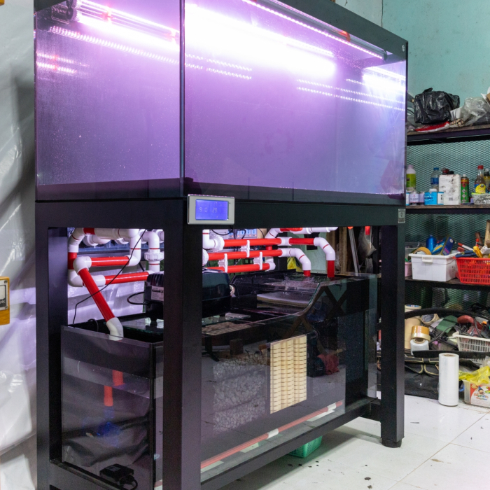 Hồ Cá Đi Campuchia