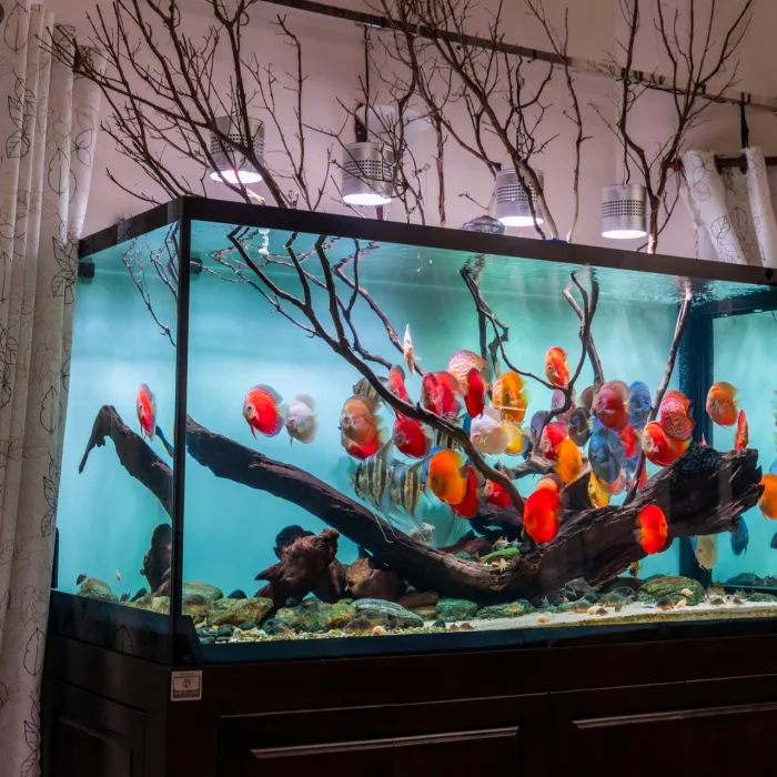 Hồ Cá Dĩa Vũng Tàu